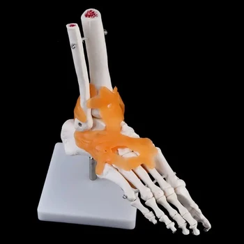 1: 1 Esqueleto Humano Adulto Modelo Comum De Anatomia Médica Ligamentar Do Tornozelo Anatomicamente De Ensino E Aprendizagem De Recursos De Ferramenta Mão Pé Laboratório