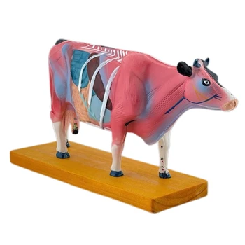Vaca Anatomia Modelo para a Acupuntura e a Moxabustão Ensino Prop, Animal Anatomia Dropship