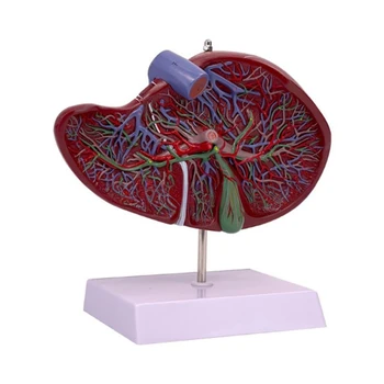 Anatômica do Fígado Modelo Humanos Fígado Anatomia Modelo para o Hospital Palestra Relatório